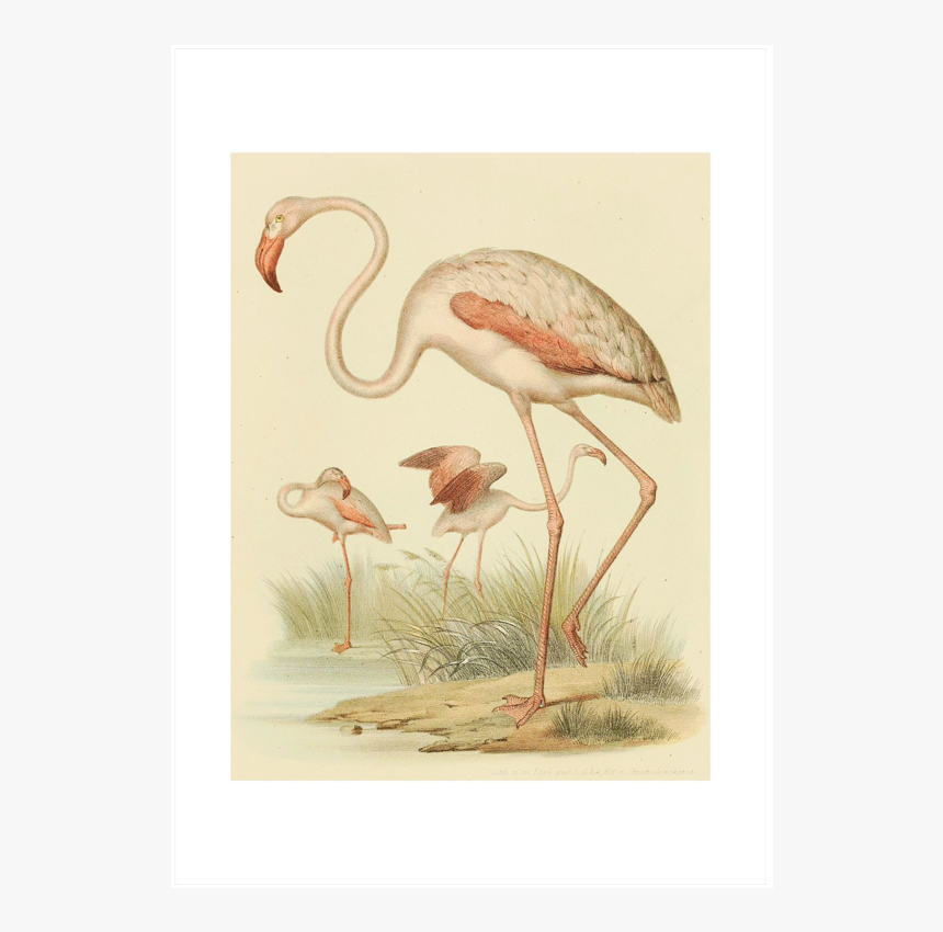 Vintage Flamingo Illustration, HD Png Download