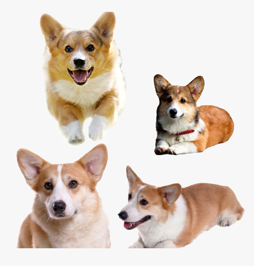 Pembroke Welsh Corgi Pet - Koji Dog, HD Png Download