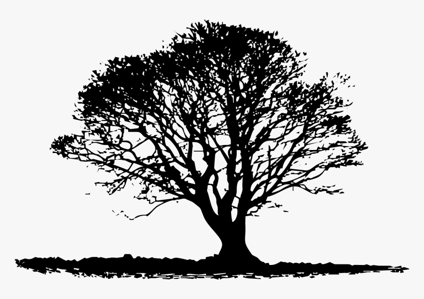 Tree, HD Png Download