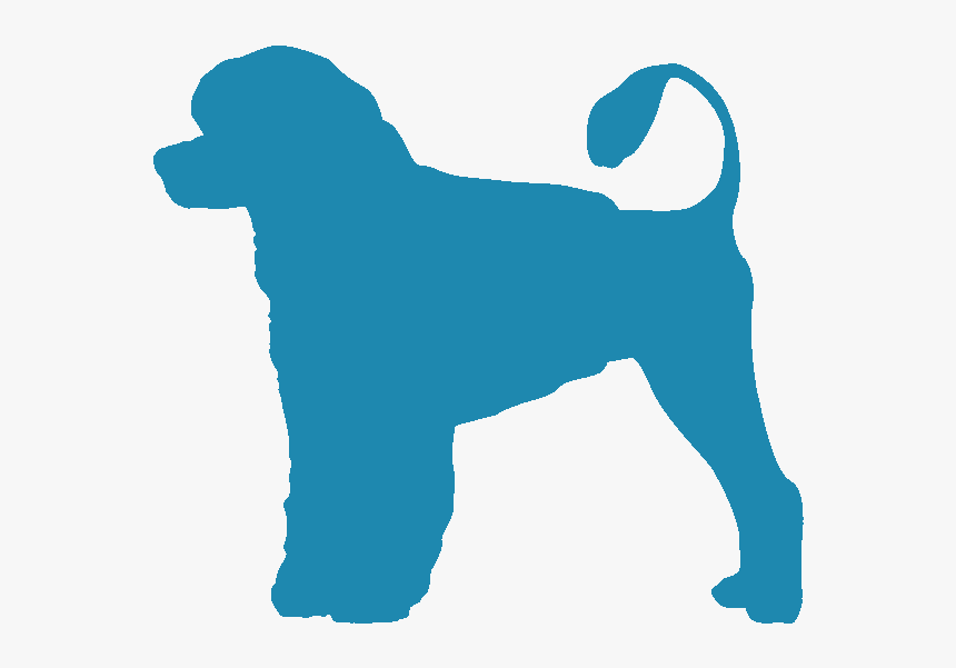 Portuguese Water Dog - Dog Catches Something, HD Png Download