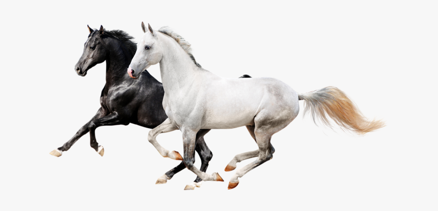 Biftch - Running Black Horse Png, Transparent Png