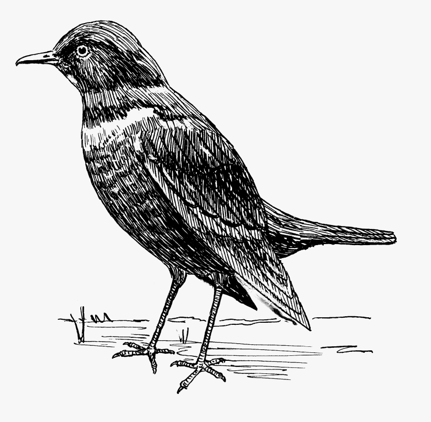 Ousel 2 - Blackbird Clipart Black And White, HD Png Download