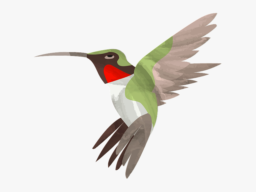 Ruby-throated Hummingbird, HD Png Download