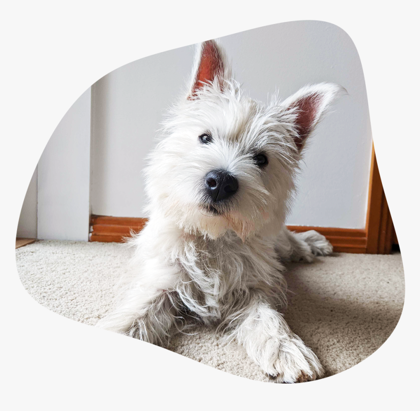 Wilburimage - West Highland White Terrier, HD Png Download