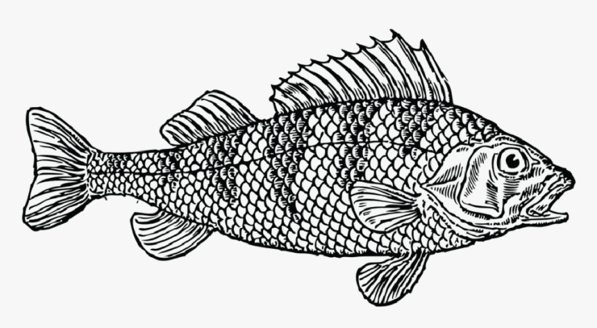 Salsa S Fish-07 - Sea Bass, HD Png Download