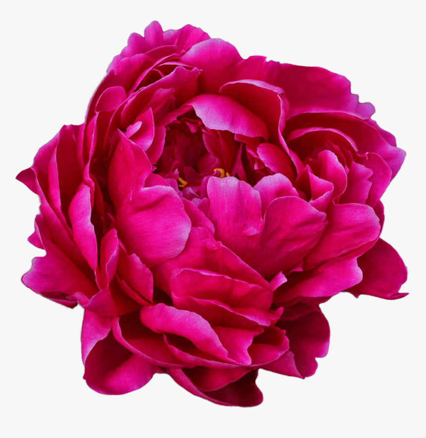 Peony, HD Png Download