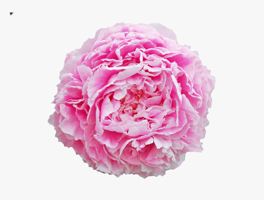 Sarah Bernhardt Peonija, HD Png Download