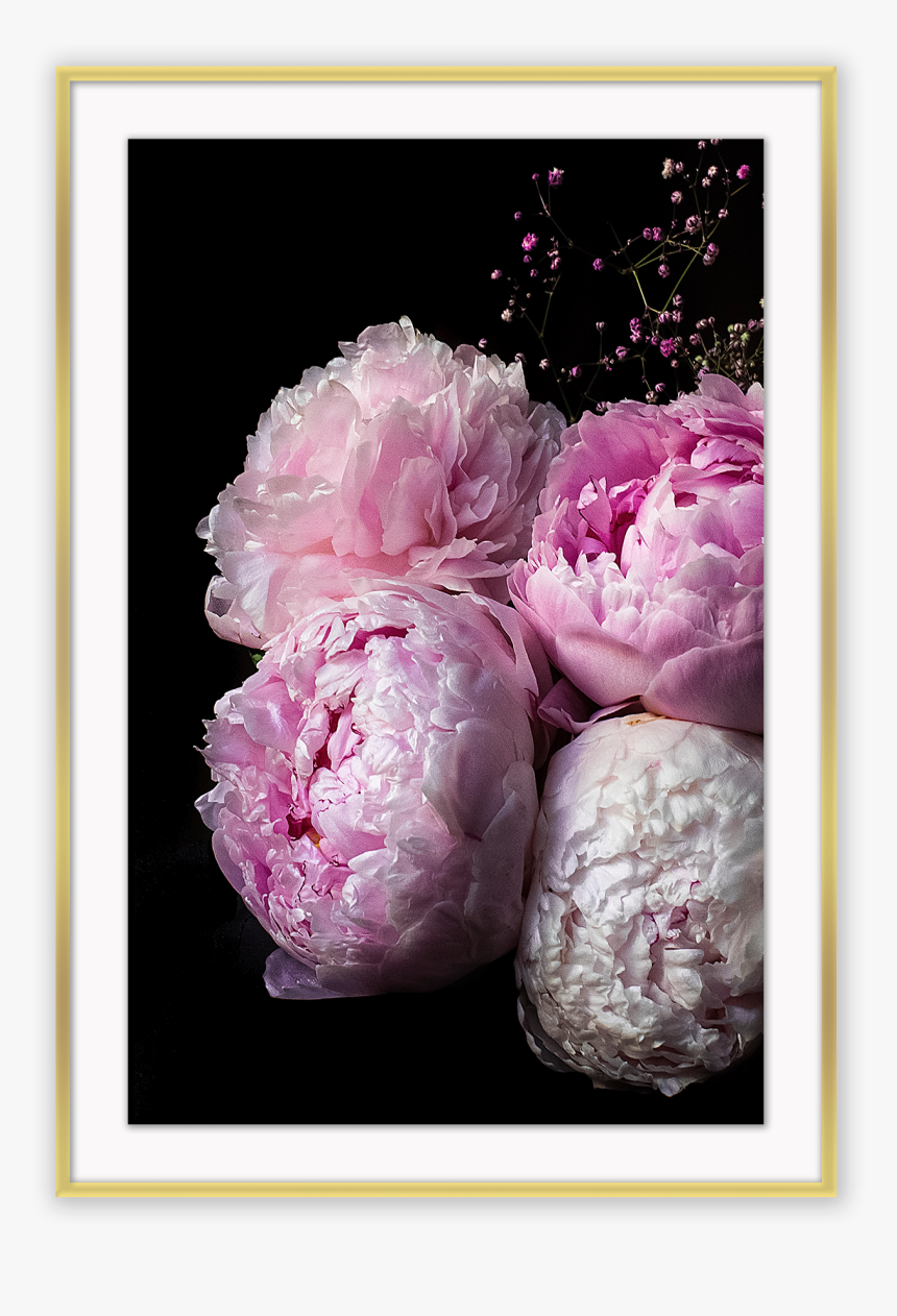 Hd Peonies Iphone, HD Png Download