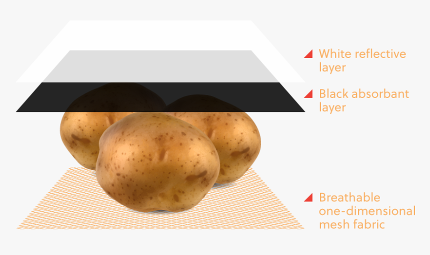 Yukon Gold Potato, HD Png Download