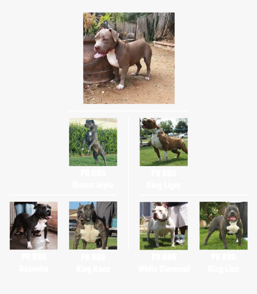 Selena-tree - Weimaraner, HD Png Download