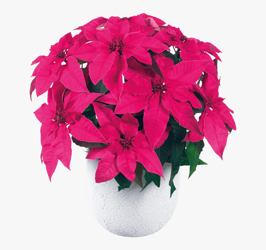 Princettia Ultra Pink - Poinsettia, HD Png Download