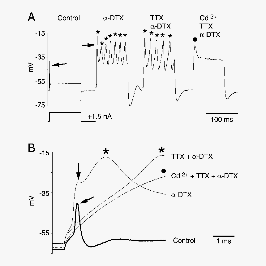 Diagram, HD Png Download