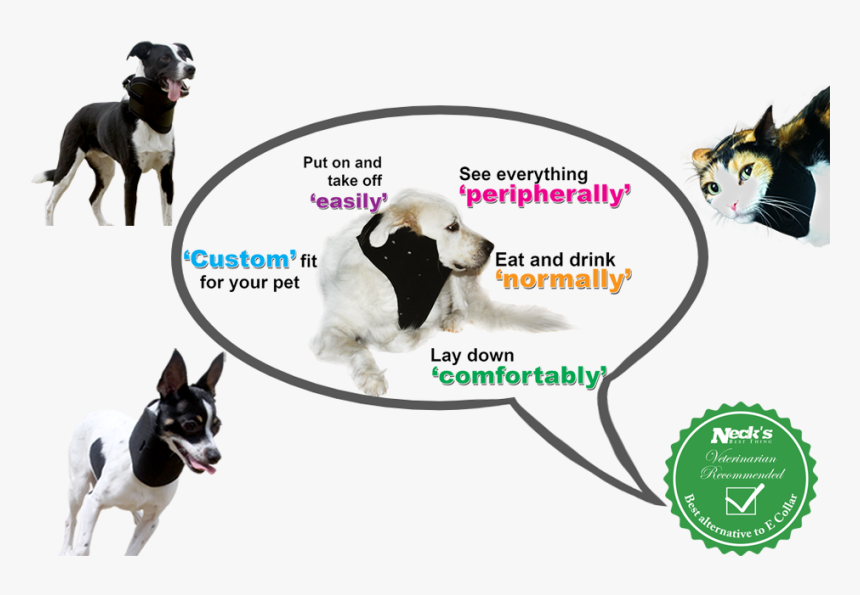 Best Alternative Care For Dog Cat Bird Best Alternative - Dog Catches Something, HD Png Download