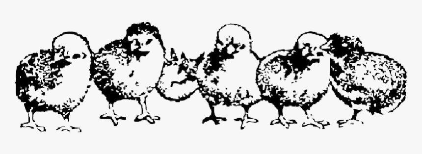 Animals, Baby, Farm, Birds, Rooster, Hen, Chicken - Baby Chickens Clip Art Black And White, HD Png Download