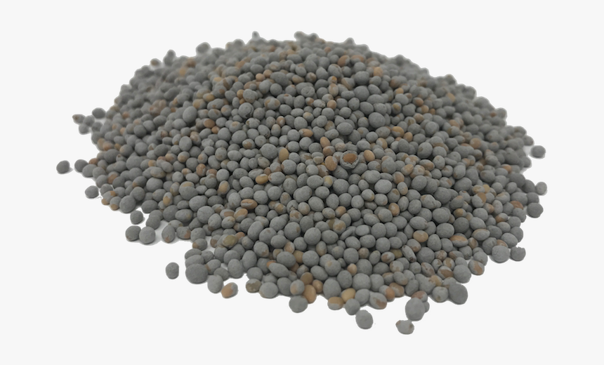 Untreated Crimson Clover Cover Crop - Pulse, HD Png Download