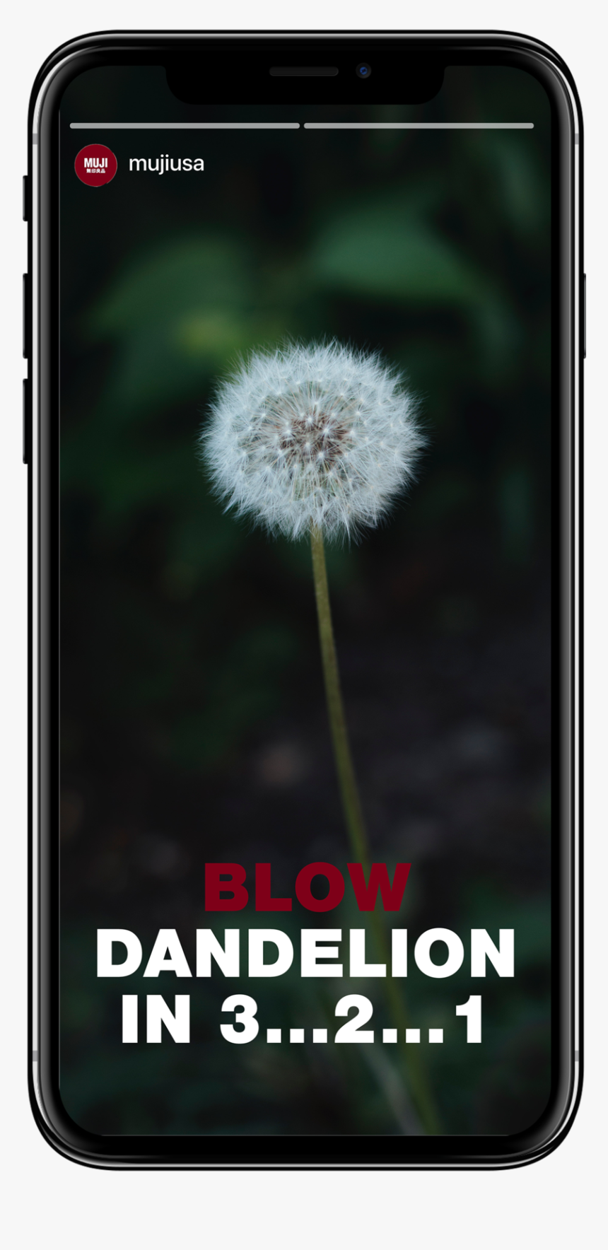 Dandelion - Smartphone, HD Png Download
