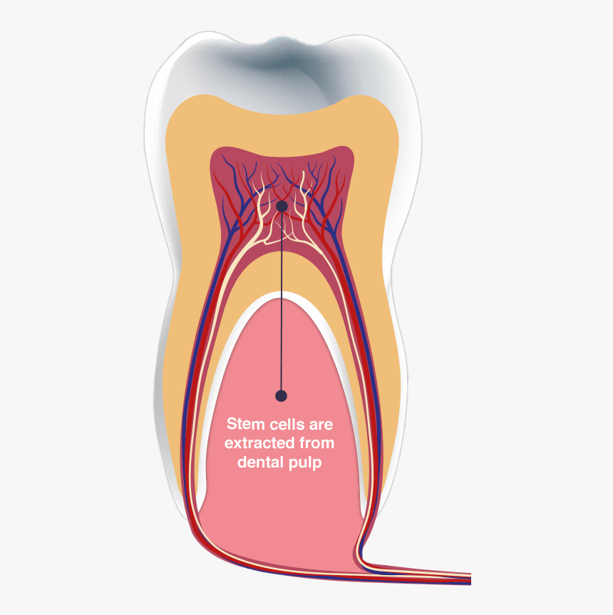 Illustration, HD Png Download