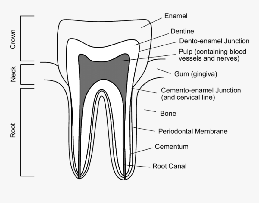 Drawing, HD Png Download