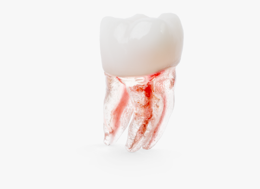 Tongue, HD Png Download