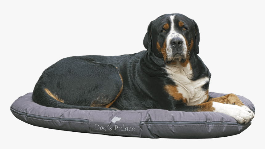 Bernese Mountain Dog Lying On Dog Bed - Camas Para Perros, HD Png Download
