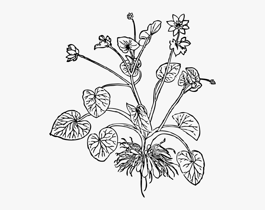 Lesser Celandine - Lesser Celandine Drawing, HD Png Download