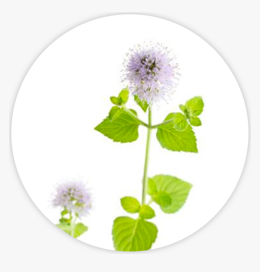 Flower, HD Png Download