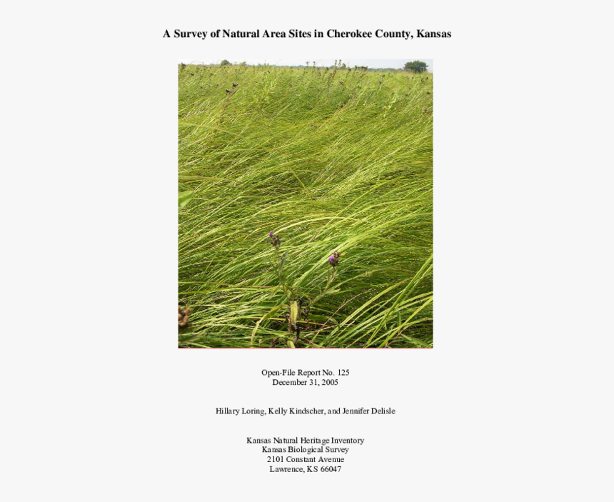 Grass, HD Png Download