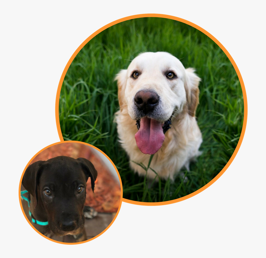 Vision Of Dog, HD Png Download