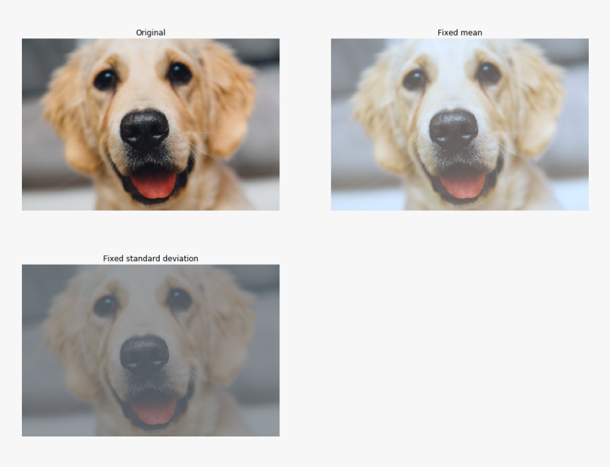 - - / - - / Images/examples General Normalize 15 0 - Dog, HD Png Download