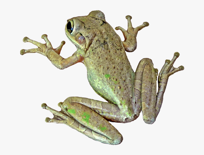Sapo Perereca Png, Transparent Png