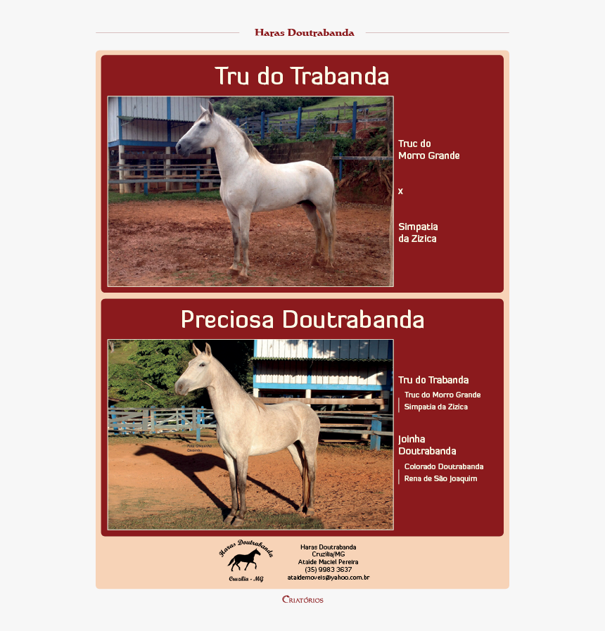 Page Background - Stallion, HD Png Download