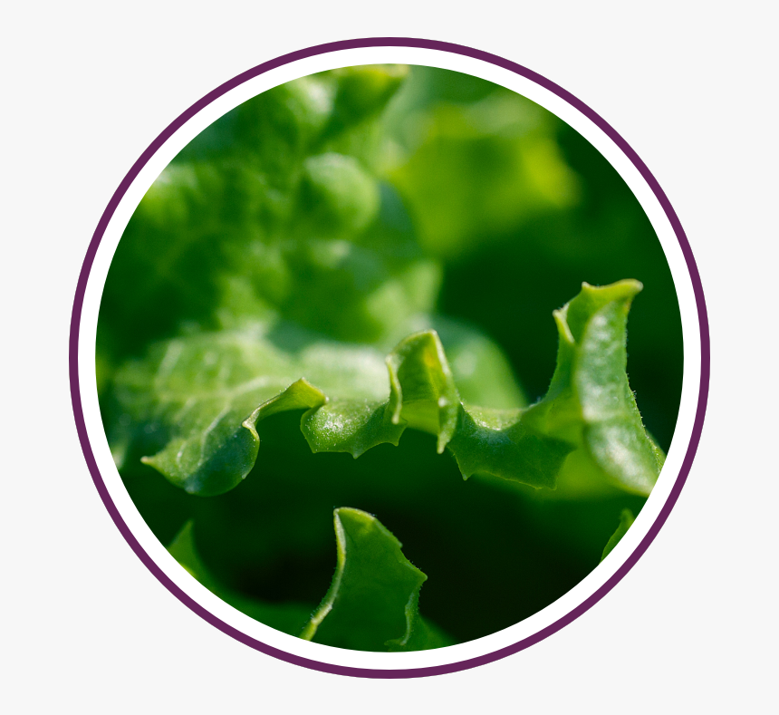 2019 07 Ewbw Lettuce - Chlorofilu, HD Png Download