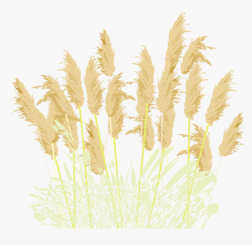 15 Pampasgrass 1, HD Png Download