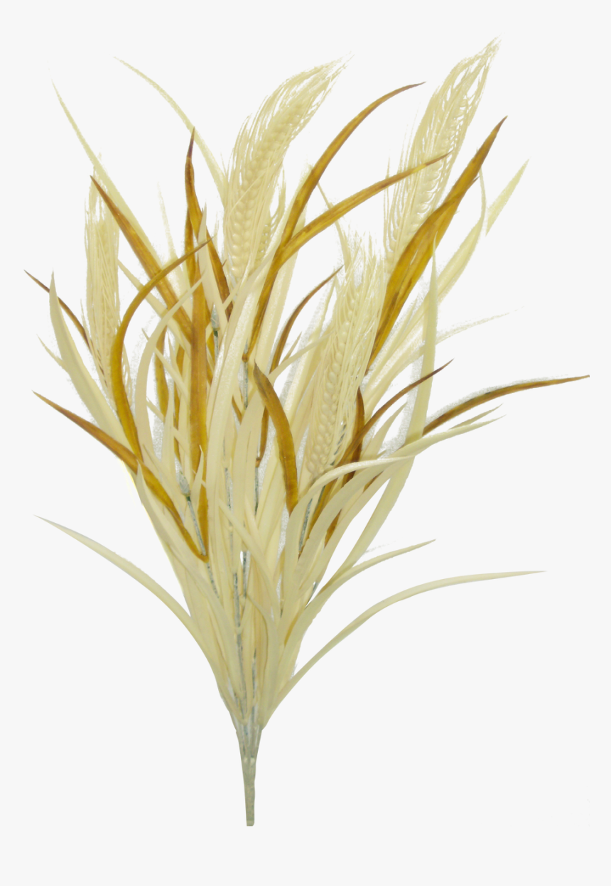 21 - Grass, HD Png Download