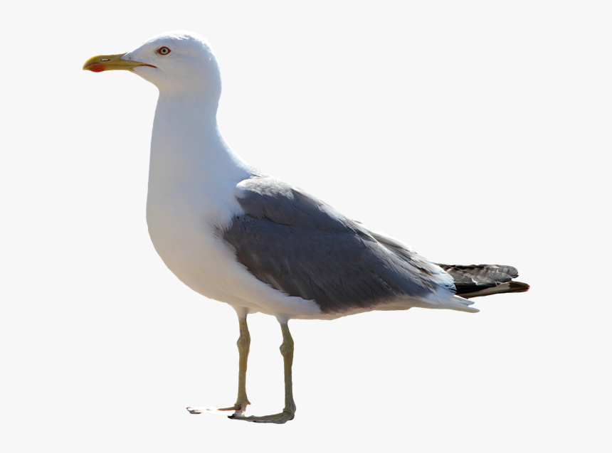 Gull Transparent Images - Gull Png, Png Download