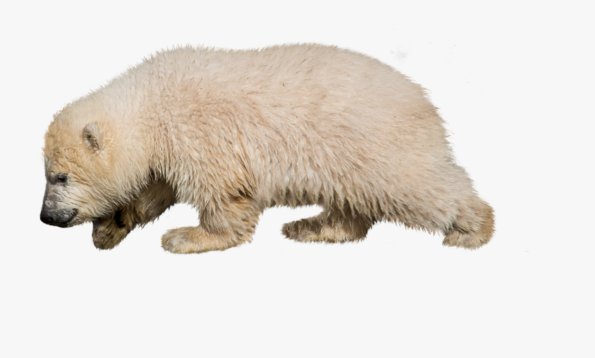 Polar Bear, HD Png Download
