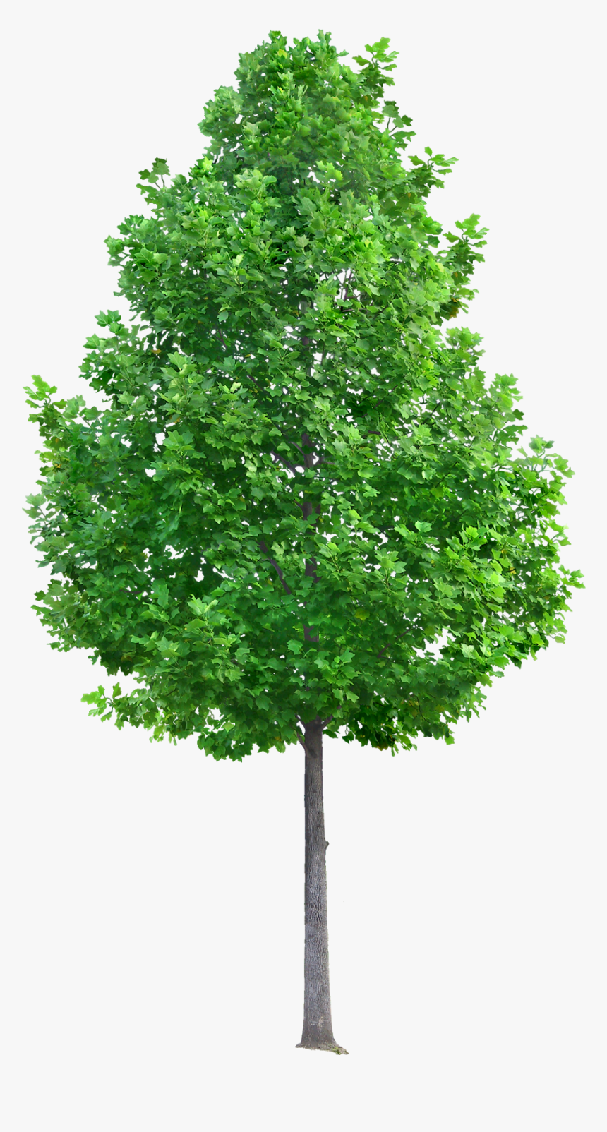 Tree Png, Transparent Png
