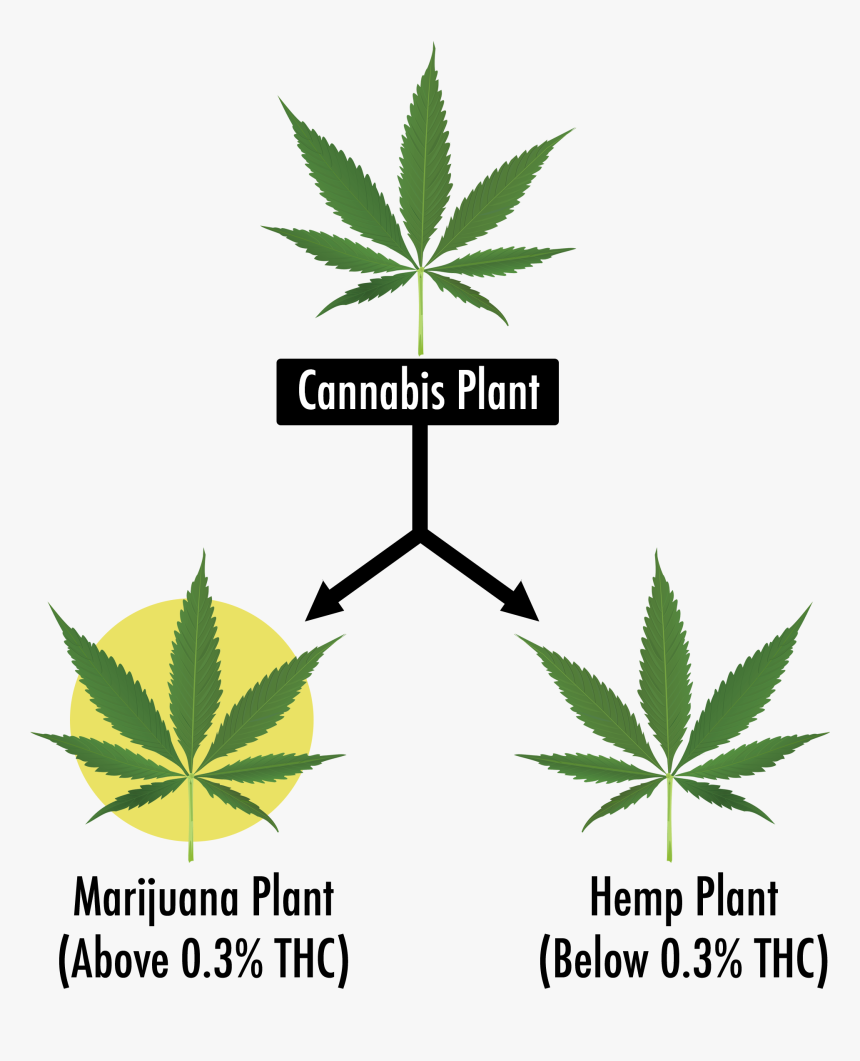 Cannabis Leaf, HD Png Download