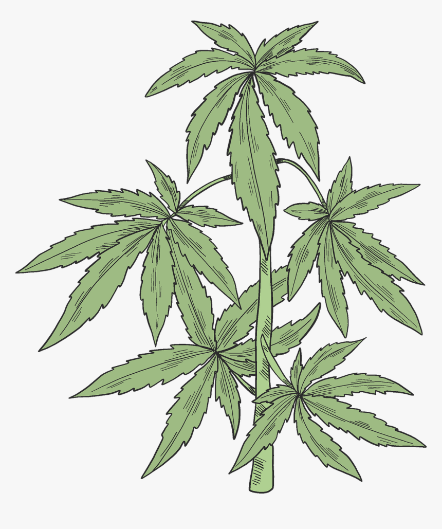 Cannabis, HD Png Download