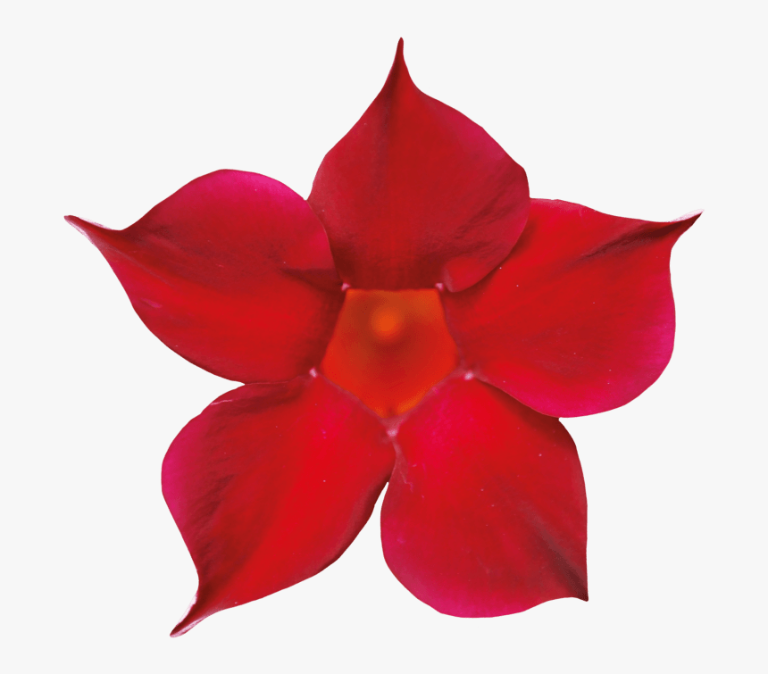 Flower, HD Png Download