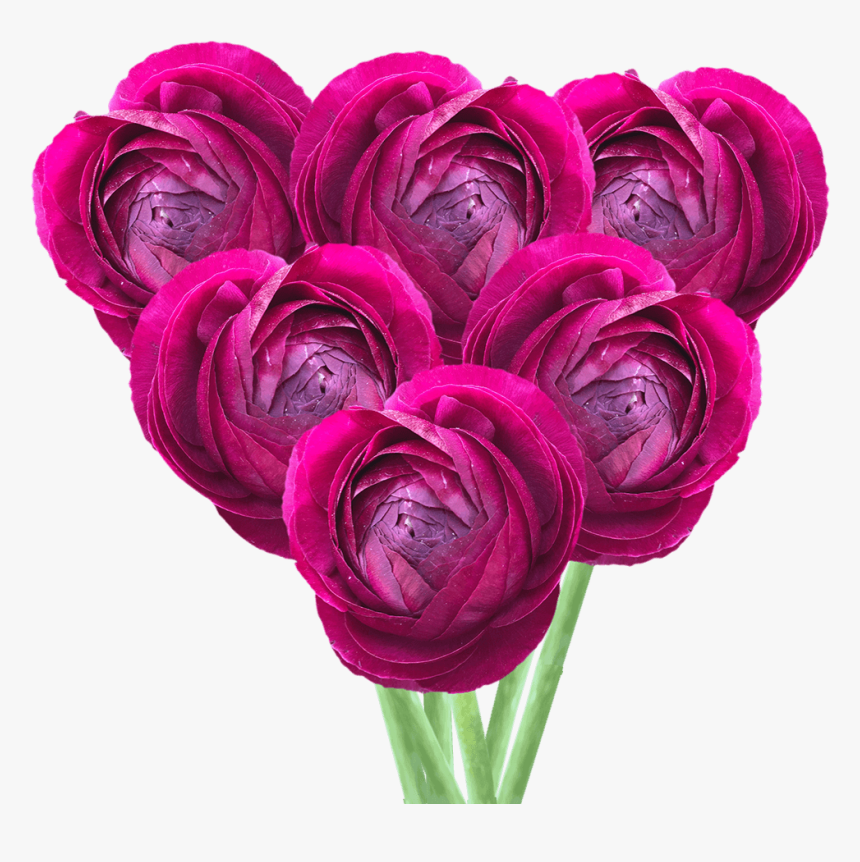 Get Ranunculus Burgundy Flowers Lowest Cost Online - Persian Buttercup, HD Png Download