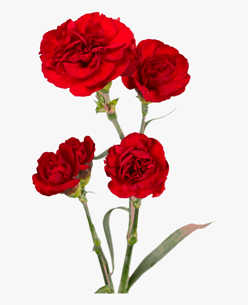 Burgundy Spray Carnations Cheap - Floribunda, HD Png Download