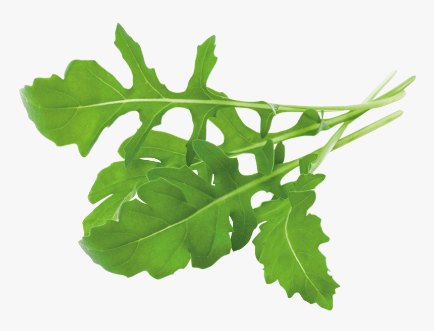 Arugula Plant, HD Png Download