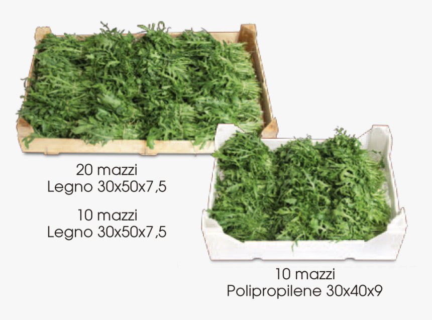 Rucola-mazzi - Rucola A Mazzi, HD Png Download