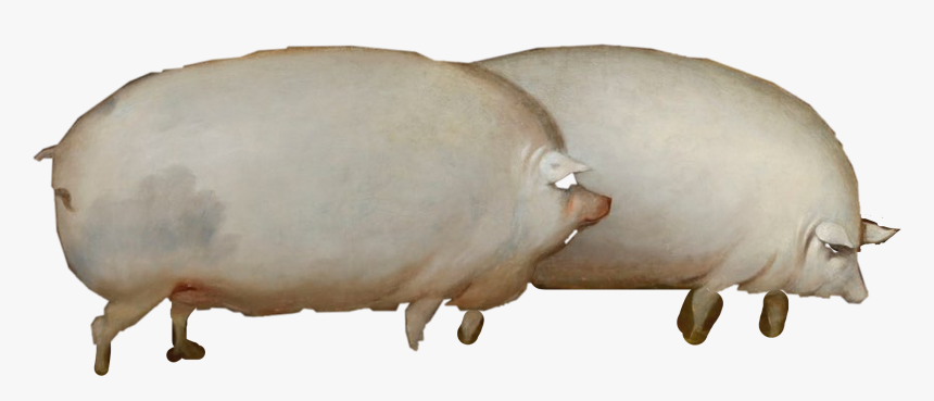 #oats #dankmemes #freetoedit - Sheep, HD Png Download