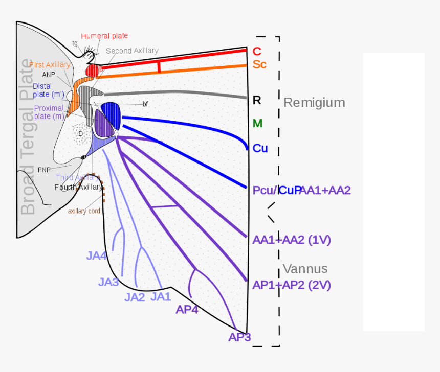 Wing Articulation In Insects, HD Png Download