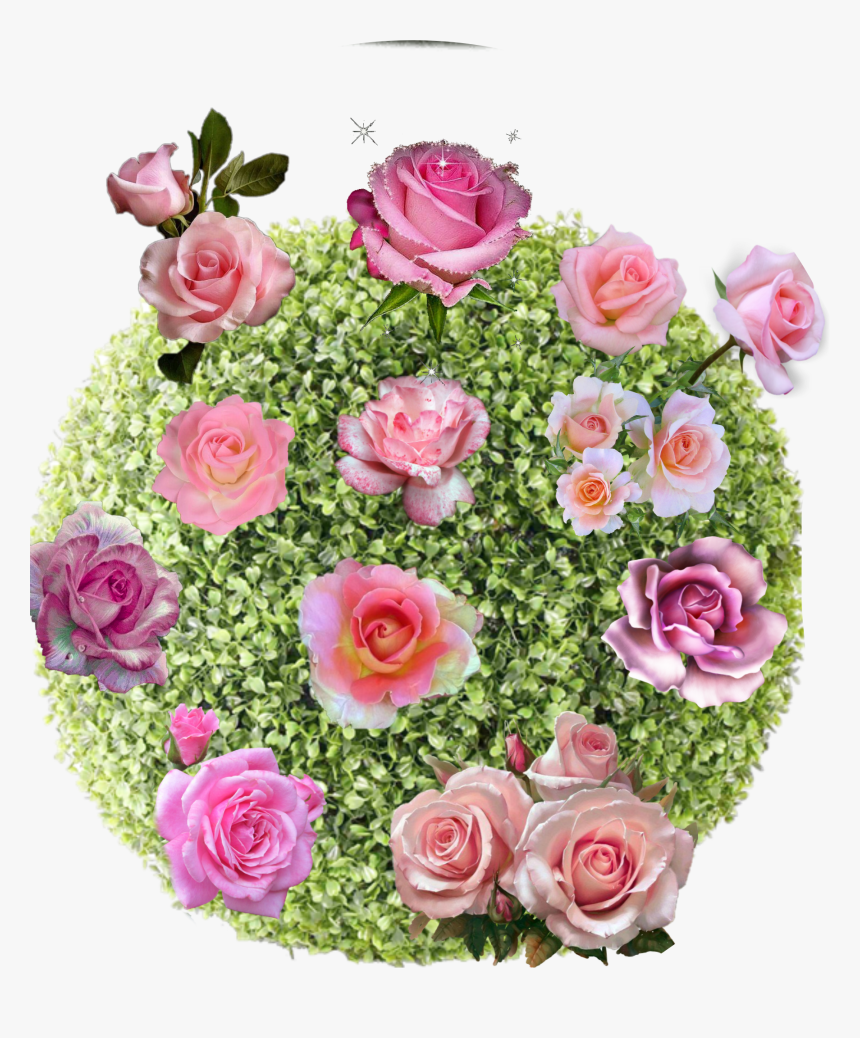 #freetoedit #bush #rose #rosebush #nature #garden #pink - اجمل الورود في العالم, HD Png Download