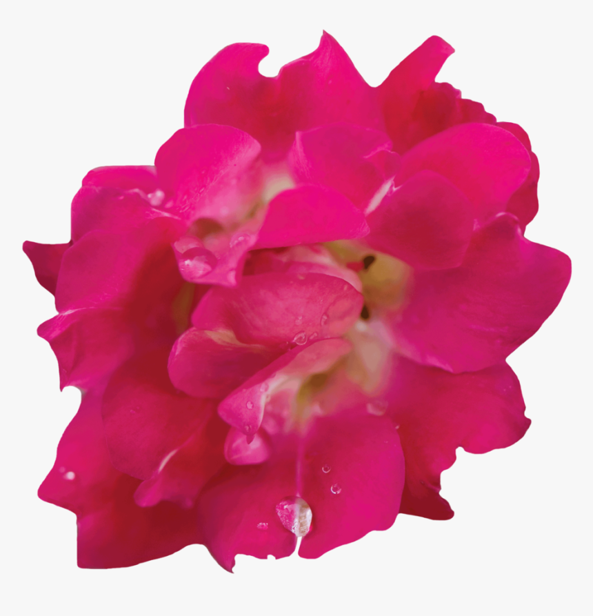 Red Drift® - Impatiens, HD Png Download