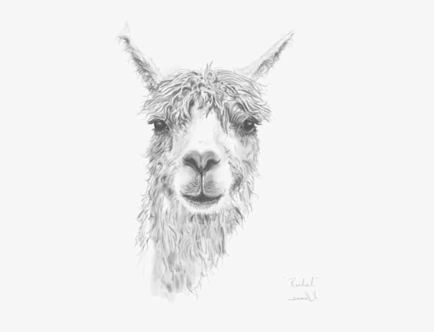Llama Head Png, Transparent Png