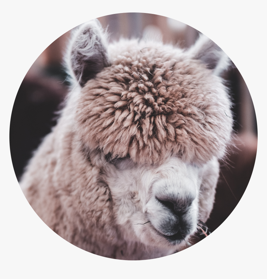 Llama Head Png, Transparent Png